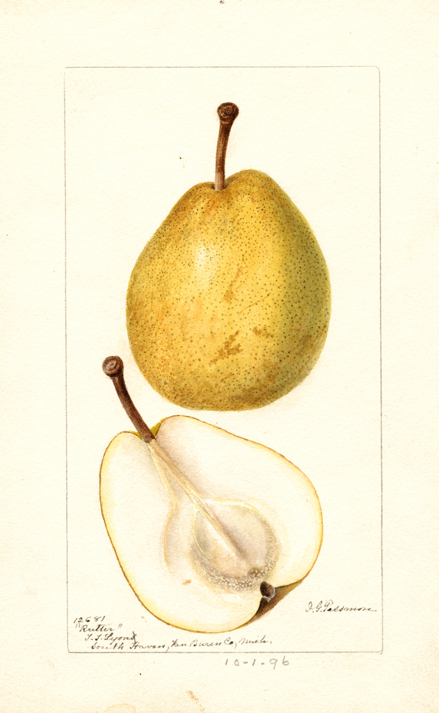 Pears, Rutter (1896)