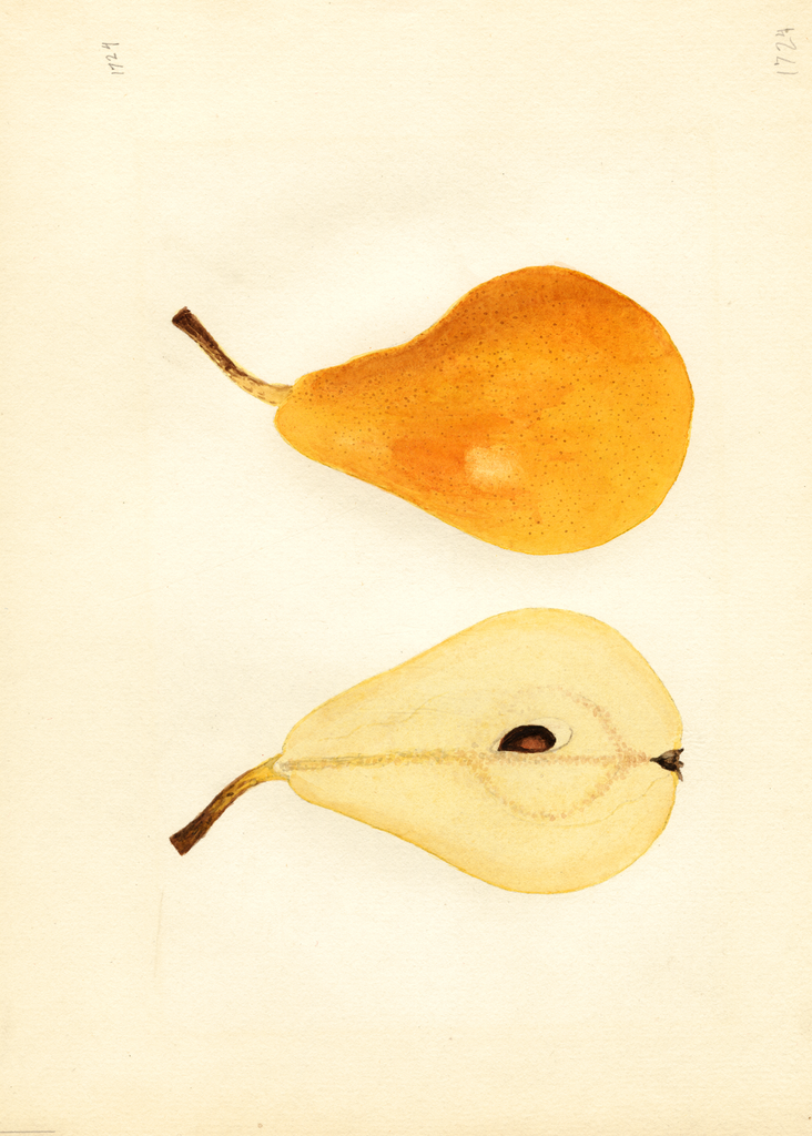 Pears, Ovid (1936)