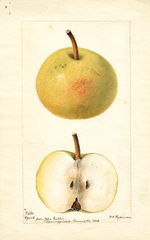 Pears, Ozark (1895)
