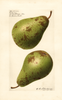 Pears, P. Barry (1921)