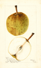 Pears, Passe Crassane (1901)