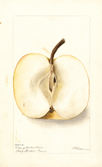 Pears (1900)