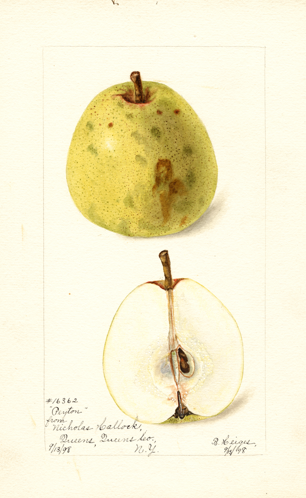 Pears, Peyton (1898)