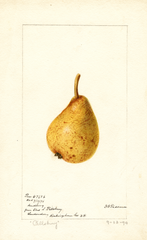 Pears, Pillsbury (1894)