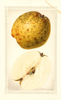 Pears, Pineapple (1928)