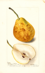 Pears, President Gilbert (1899)