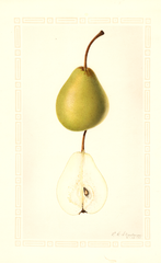 Pears, Vinson (1931)