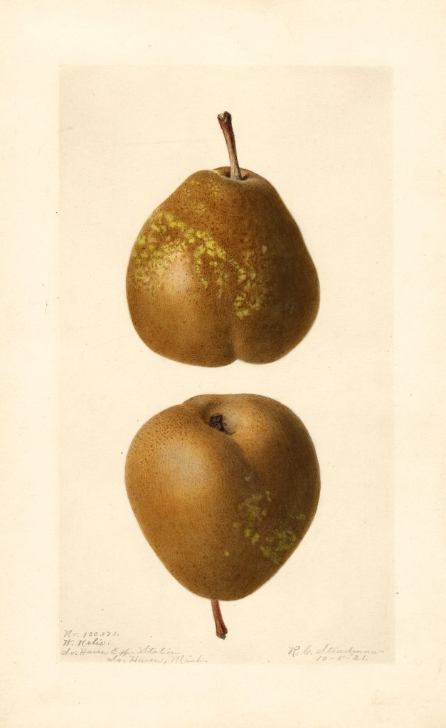 Pears, Winter Nelis (1921)