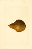Pears, Kieffer X Seckel (1918)