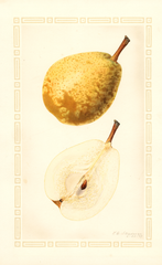 Pears, Shaw (1927)
