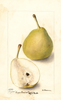 Pears, Snyder (1900)