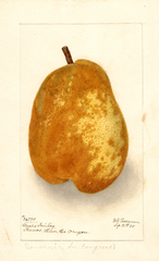 Pears, Souvenir Du Congress (1905)