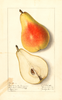 Pears, Souvenir Du Congress (1912)