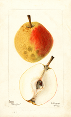 Pears, Kieffer (1901)