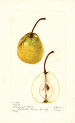 Pears, Reeder (1899)
