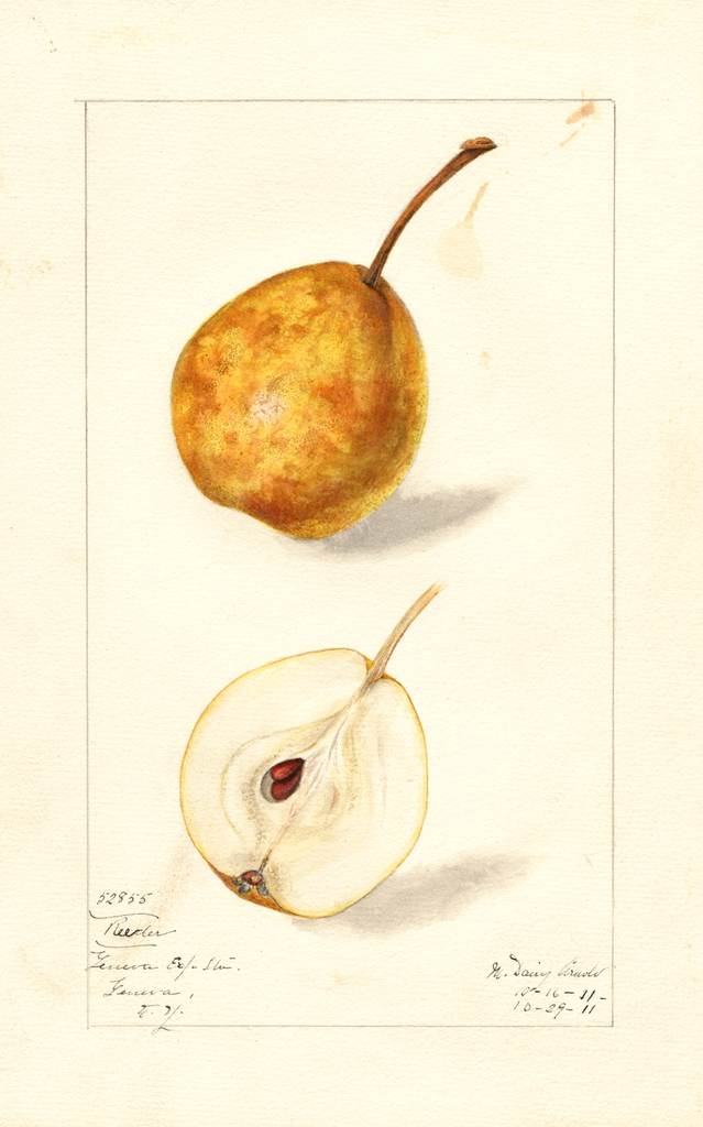 Pears, Reeder (1911)