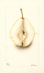 Pears, Rossney (1899)