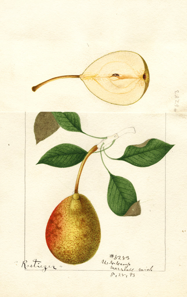 Pears, Rostiezer (1893)