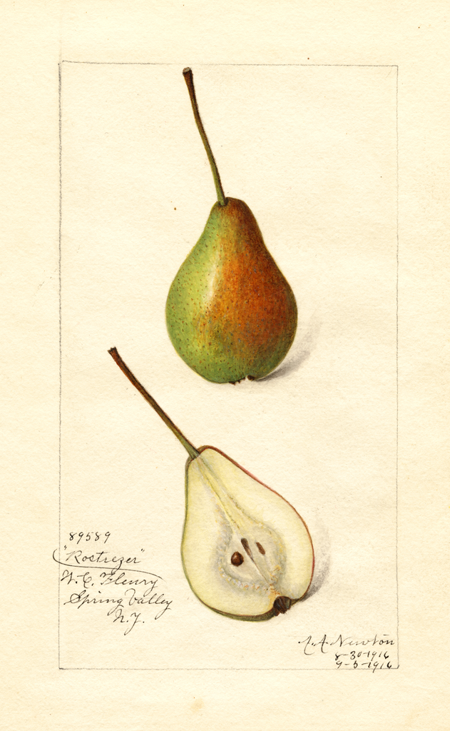 Pears, Rostiezer (1916)