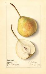 Pears, Tyson (1912)