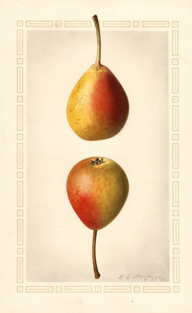 Pears, Tyson (1922)
