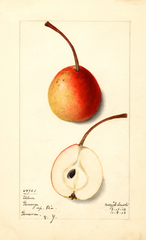 Pears, Ulm (1913)