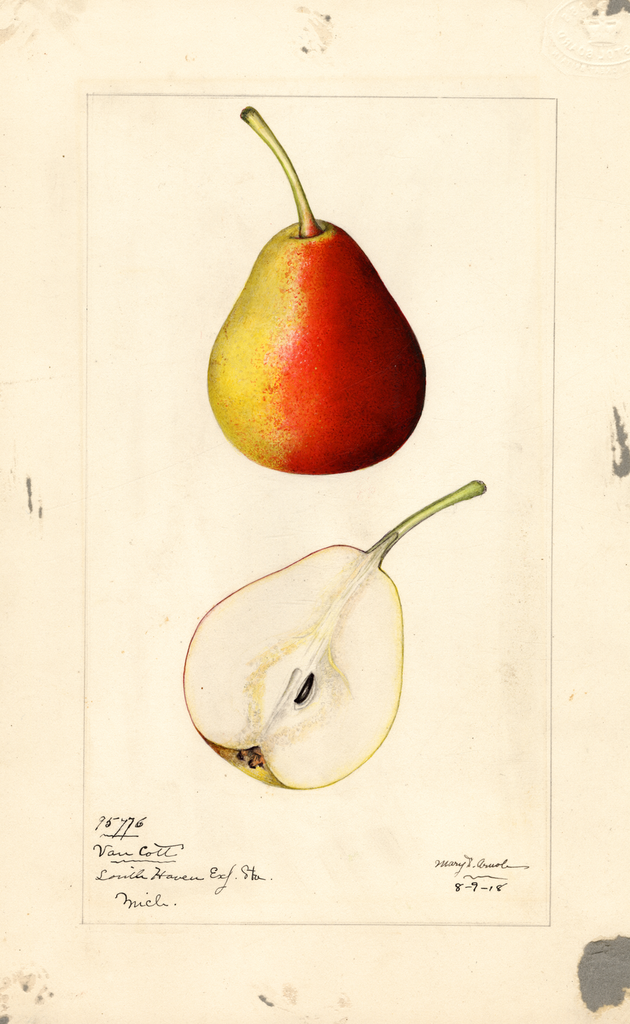 Pears, Van Cott (1918)