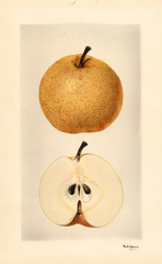 Pears, Van Fleet
