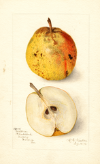 Pears, Victoria (1906)