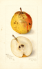 Pears, Victoria (1906)