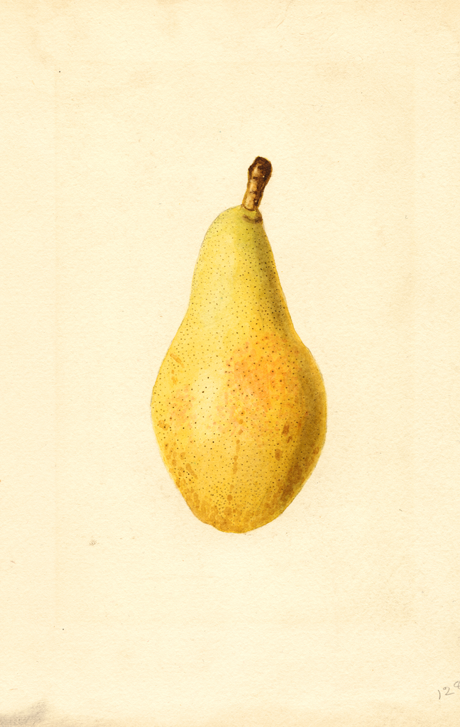 Pears, Kieffer Cross (1922)