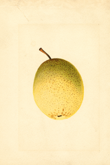 Pears, Kieffer Cross (1921)