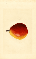 Pears, Kieffer X Seckel (1918)