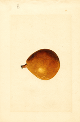 Pears, Kieffer Cross (1919)