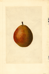 Pears, Kieffer Cross (1917)