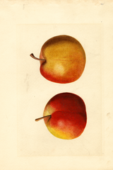 Pears, Kieffer Cross (1923)