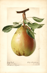 Pears, King Karl (1919)