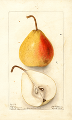 Pears, Kraus (1902)