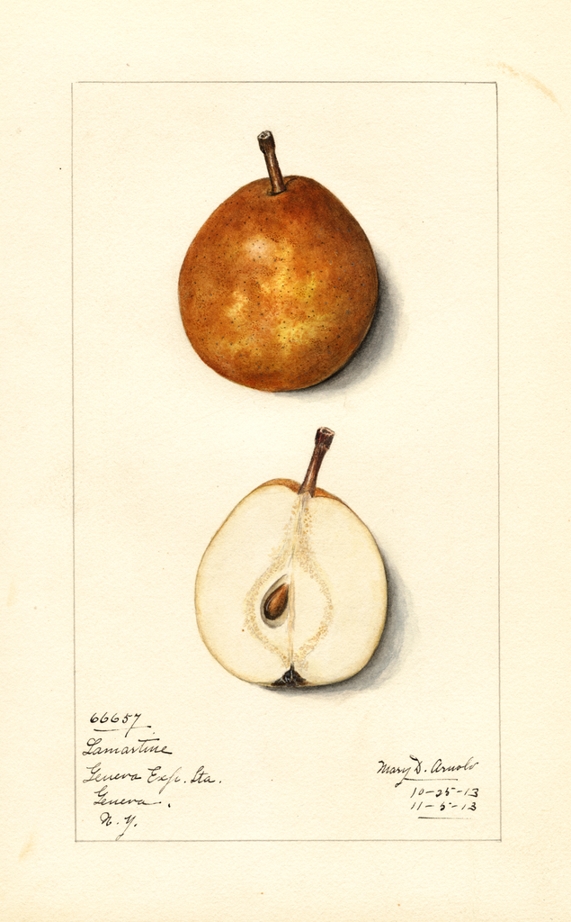 Pears, Lamartine (1913)