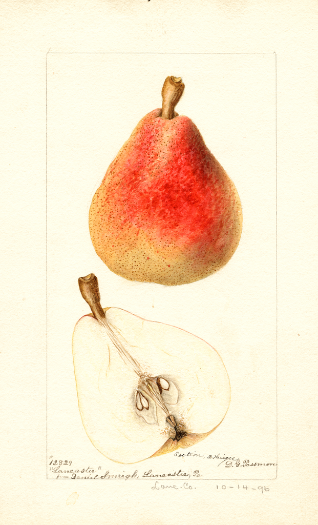 Pears, Lancaster (1896)