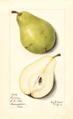 Pears, Lawrence (1914)