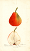 Pears, Lawson (1895)