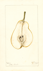 Pears, Lawson (1897)
