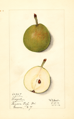 Pears, Liegel (1913)