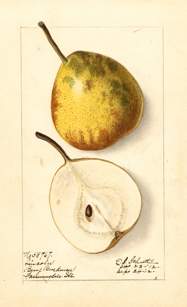 Pears, Lincoln (1912)