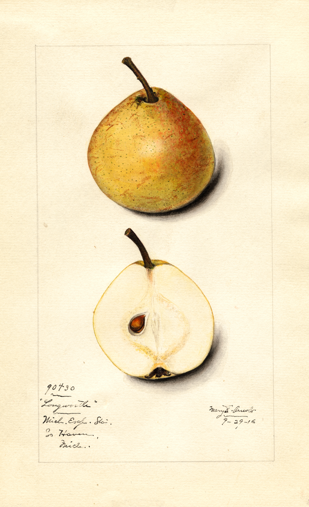 Pears, Longworth (1916)