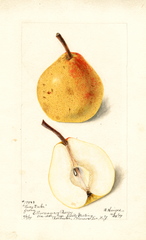Pears, Lucy Duke (1899)