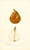 Pears, Lucrative (1897)
