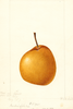 Pears, Madam Von Seiboldt (1893)