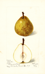 Pears, Magnate (1899)